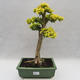 Izbová bonsai -Ligustrum Aurea - Vtáčí zob - 1/6
