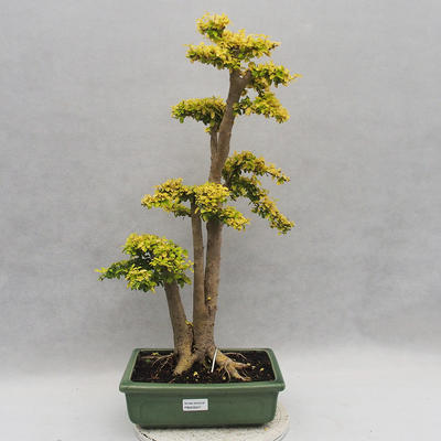 Izbová bonsai -Ligustrum Aurea - Vtáčí zob - 1