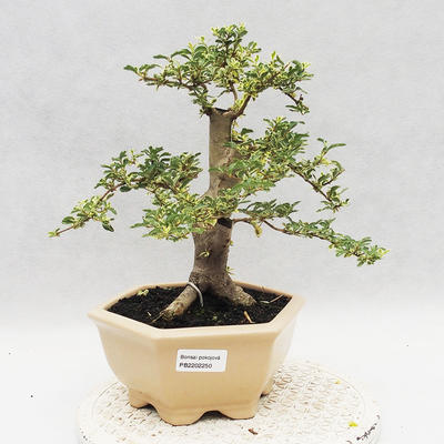 Izbová bonsai -Ligustrum Variegata - Vtáčí zob - 1