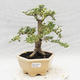 Izbová bonsai -Ligustrum Variegata - Vtáčí zob - 1/6
