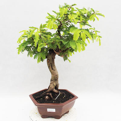 Izbová bonsai -Phyllanthus Niruri- fylant - 1