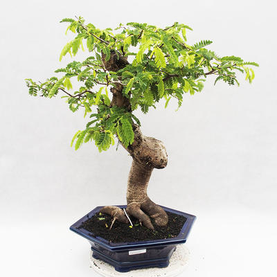 Izbová bonsai -Phyllanthus Niruri- fylant - 1