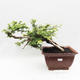 Izbová bonsai -Phyllanthus Niruri- fylant - 1/6