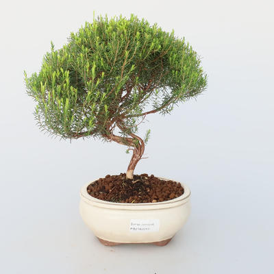 Pokojová bonsai - Coleonema - Koleonema - 1