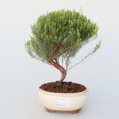 Pokojová bonsai - Coleonema - Koleonema - 1
