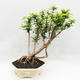 Izbová bonsai -Phyllanthus Niruri- fylant - 1/5