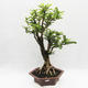 Izbová bonsai -Phyllanthus Niruri- fylant - 1/6