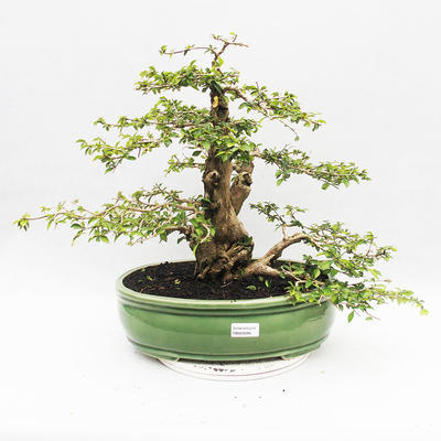 Izbová bonsai - Cudrania equisetifolia - 1