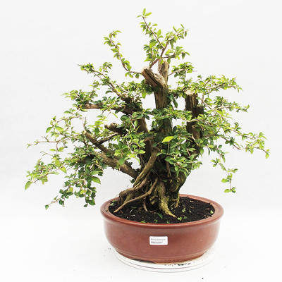 Izbová bonsai - Cudrania equisetifolia - 1