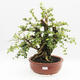 Izbová bonsai - Cudrania equisetifolia - 1/5