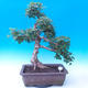 Vonkajší bonsai -Javor poľný - Acer campestre - 1/5