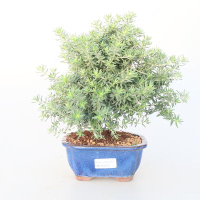 Pokojová bonsai -Westrigea sp. - Westringie - 1