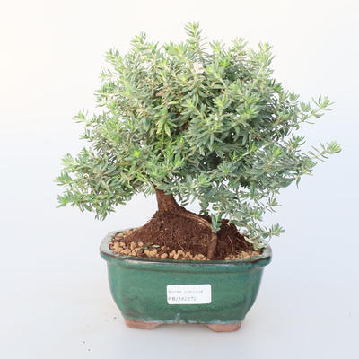 Pokojová bonsai -Westrigea sp. - Westringie - 1