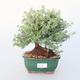 Pokojová bonsai -Westrigea sp. - Westringie - 1/3