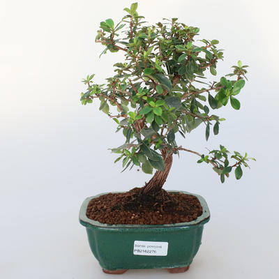 Pokojová bonsai -Wscallonia sp. - Zábluda - 1