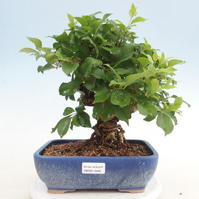 Vonkajšie bonsai - Celastrus Jesenec - 1