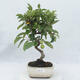 Vonkajší bonsai -Malus halliana - Maloplodé jabloň - 1/4