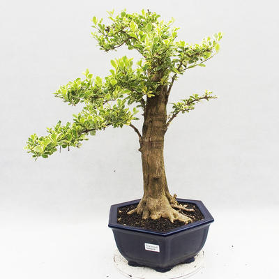 Izbová bonsai - Durant erecta Variegata - 1