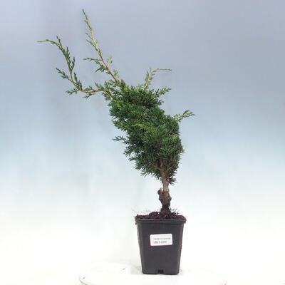 Vonkajší bonsai - Juniperus chinensis KISHU -Jalovec čínsky