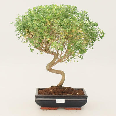 Izbová bonsai - Medicago arabica - Tolice