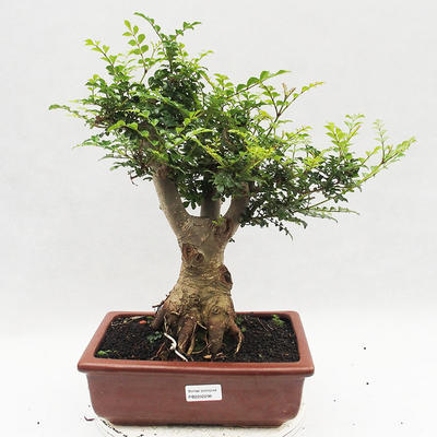 Izbová bonsai - Fraxinus uhdeii - izbový Jaseň - 1
