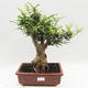 Izbová bonsai - Fraxinus uhdeii - izbový Jaseň - 1/6