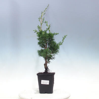 Vonkajší bonsai - Juniperus chinensis KISHU -Jalovec čínsky