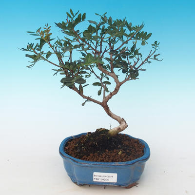 Pokojová bonsai-Pistácie PB2191230 - 1