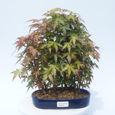 Acer palmatum - Javor dlanitolistý - lesík - 1