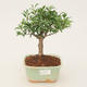 Izbová bonsai - Austrálska čerešňa - Eugenia uniflora - 1/3