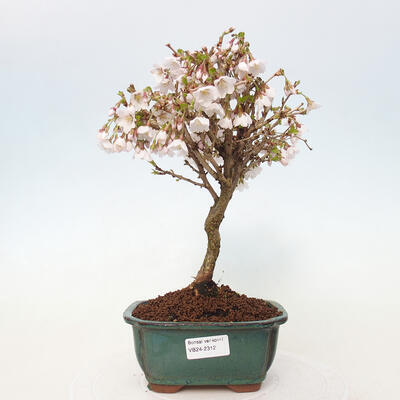 Vonkajší bonsai - Prunus incisa Kojou-no mai-Slivoň vyrezaná - 1
