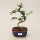 Izbová bonsai - Zantoxylum piperitum - Pepřovník - 1/4