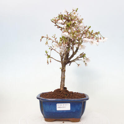 Vonkajší bonsai - Prunus incisa Kojou-no mai-Slivoň vyrezaná - 1