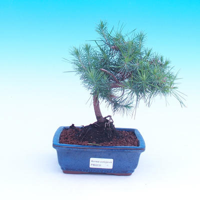 Izbová bonsai-Pinus halepensis-Borovica alepská