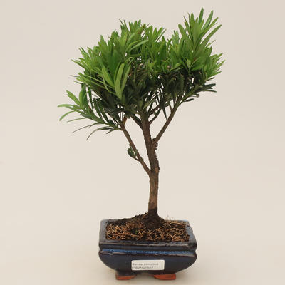 Izbová bonsai - Podocarpus - Kamenný tis