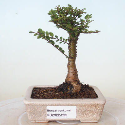 Vonkajšie bonsai - Ulmus parvifolia SAIGEN - malolistá brest - 1