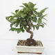 Vonkajší bonsai -Malus halliana - Maloplodé jabloň - 1/5
