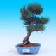 Vonkajší bonsai -Borovice drobnokvetá - Pinus parviflora glauca - 1/7