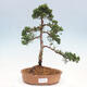 Vonkajšie bonsai - Juniperus chinensis Kishu -Jalovec čínsky - 1/4