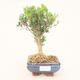 Izbová bonsai - Buxus harlandii - 1/5