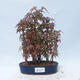 Acer palmatum - Javor dlanitolistý - lesík - 1/5