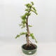 Izbová bonsai - Durant erecta aurea - 1/5