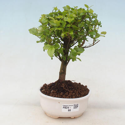 Izbová bonsai - Sagerécia thea - Sagerécia thea - 1