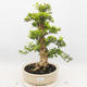 Izbová bonsai - Durant erecta aurea - 1/6