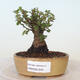Vonkajšie bonsai - Ulmus parvifolia SAIGEN - malolistá brest - 1/6