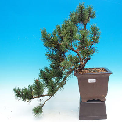Vonkajšie bonsai - Pinus mugo mops - Borovica Marhuľa
