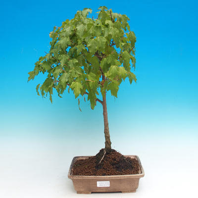 Vonkajšie bonsai - Acer ginala - Javor ohnivý