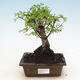 Izbová bonsai - Ulmus parvifolia - Malolistý jilm - 1/3