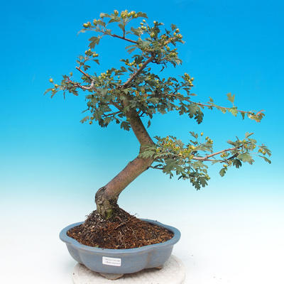 Vonkajšie bonsai - Hloh jednosemený - 1