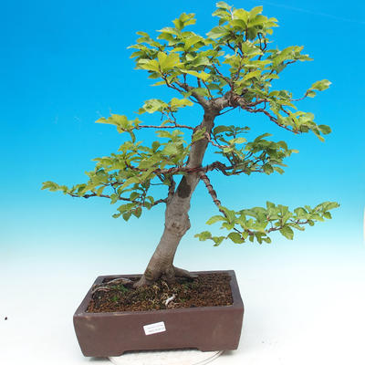 Vonkajšia bonsai-Fagus sylvatica - 1